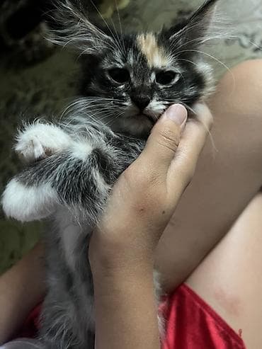 2 месяца, Девочка, Приучена к лотку — 2