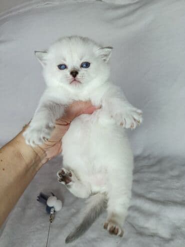 абиссинская кошка бишкек: Скотиш Страйт (Шотландская прямоухая), 2 месяца, Девочка, Золотая шиншилла — 3