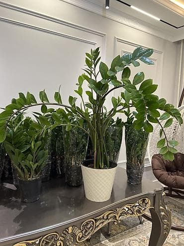 Орхидеялар: Бесплатная доставка по городу 🚗 Самый не прихотливый сорт растений 🪴 — 4