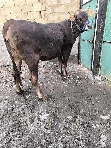 Козы, козлы: Продаю | Бык (самец) | Полукровка | На откорм | Привязанные — 4
