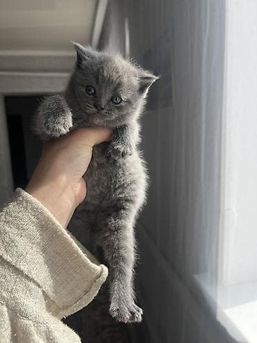ориентал кошка: Британский котёнок (мальчик) окрас голубой (серый). Плюшёвая густая — 3