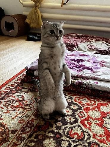 мышык: Скотиш Фолд (Шотландиялык шалпаң кулак), 6 айлык, Ургаачы, Лотокко барууга үйрөтүлгөн — 3