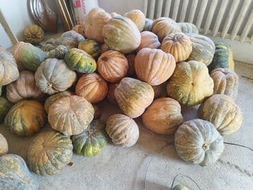 Тыквы мускатные/крупноплодные, урожай. Разнообразные формы: ребристые