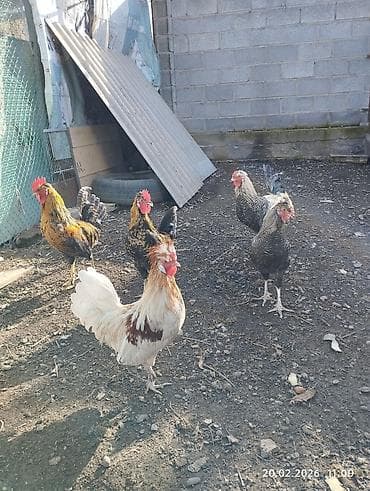 сибирская кошка: Продаю петушков 5 месяцев, не крупные — 2