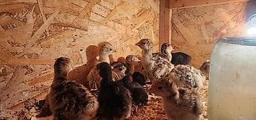 Продаю | Индюшата | На забой at lalafo.kg Продаю | Индюшата | На забой