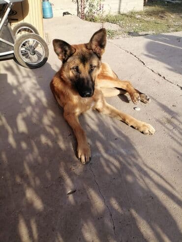 где можно купить немецкую овчарку: Немецкая овчарка (окрас рыже-черный) - Полные, стоячие уши, крупная — 1