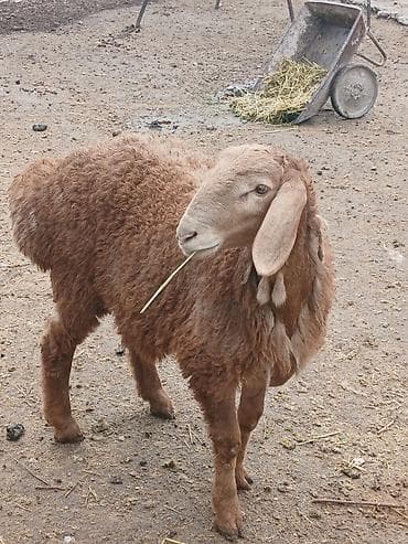 собаки сокулук: Сатам | Козу | Арашан | Көбөйтүү үчүн | Асыл тукумдуу — 7