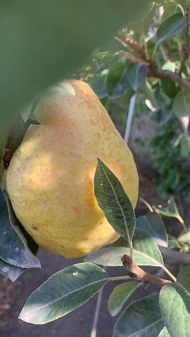 слива кочот: Правильная обрезка плодовых деревьев и винограда. Обрезаю практически — 9