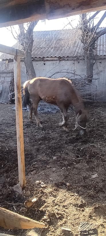 бычок 1 5: Продаю | Жеребец | На забой — 4