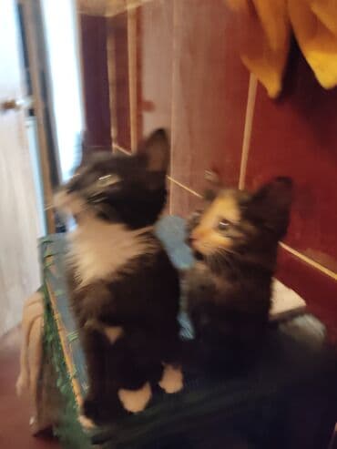 кошки маленький: Кошка даром: Беспородная, Мальчик — 6