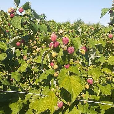 садовая колонка: Малина 1 банка оптом по 90 сом в розницу 110 сом, с. Кашка-Суу — 3