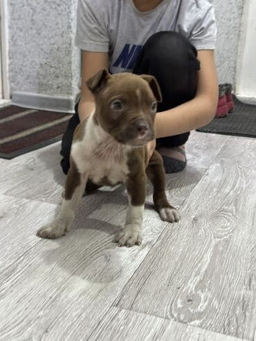 Питбуль, 1 месяц, Самец