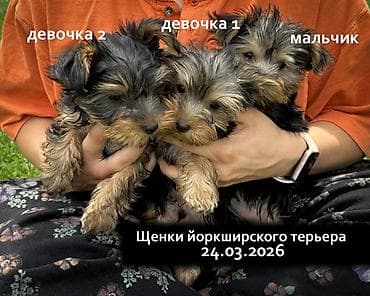Продаются щенки йоркширского терьера Мальчик и две девочки Дата
