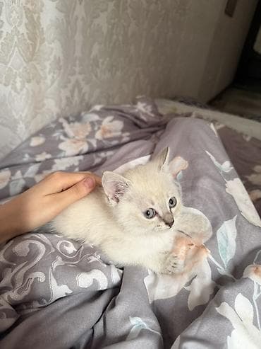 Продажа кошек: Бесплатно Котёнок с колорпойнт-окрасом (светлая шерсть с затемнениями — 1