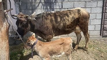 ручной доильный аппарат на корове: Продаю | Корова (самка) | Полукровка | Для молока | После отела — 3