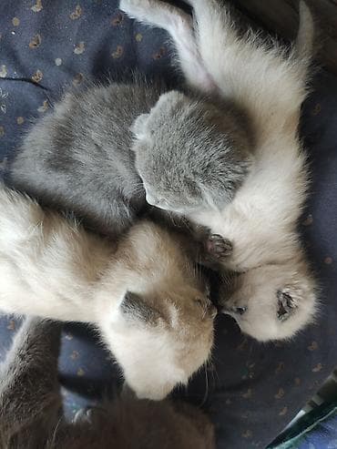 хвостик: Шотландские вислоухие котята (Scottish Fold) - Окрас: голубой (серый) — 2