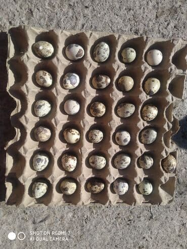 Перепелиные яйца в лотках - Натуральные яйца перепелов, пятнистая