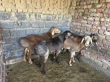 Продам с/х животных: Продаю | Баран (самец) | Арашан | На забой | Осеменитель — 4