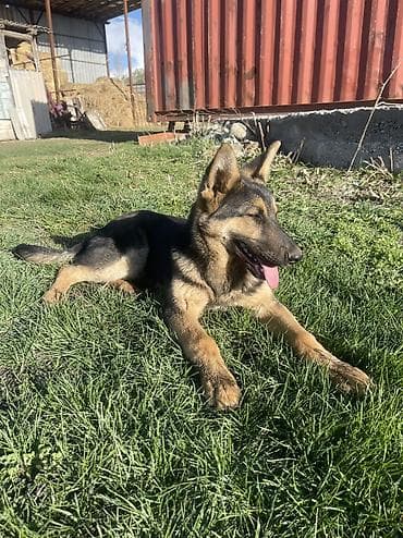 Бельгийская овчарка, 4 месяца, Самец, С прививкой