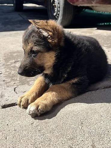 Немецкая овчарка, 2 месяца, Самка