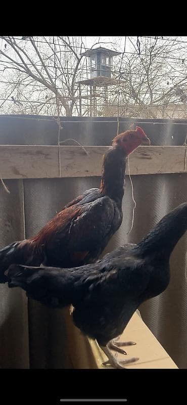 союшка кой: Дакан пять месяцев продается Срочно срочно срочно !!!!!!!!!!! — 2