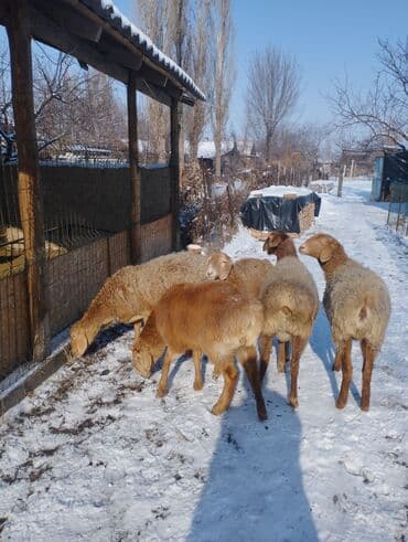 Продаю | Ягненок | Арашан | Для разведения | Матка, Ярка