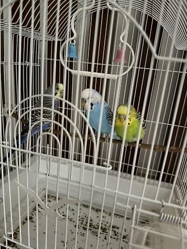 кондор: Продаем попугаев в просторной металлической клетке. Состав набора: - — 2