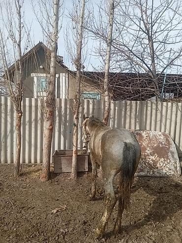 ит мал айдаган: Сатам | Байтал | Жумушка — 3