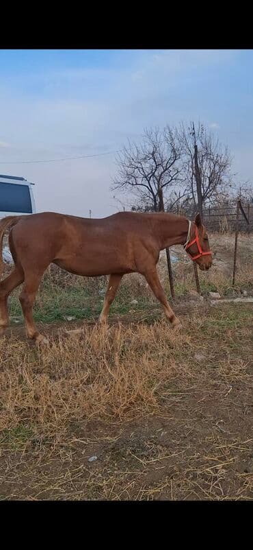 сколько стоит шиншилла маленькая: Продаю | Кобыла (самка) | Дончак | Рабочий — 4