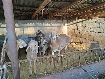 баран живой: Семиз кочкорлор сатылат — 3