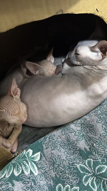 сколько стоит сфинкс цена: Продается прекрасный малыш сфинкс-резинка светленький мальчишка. Очень — 2