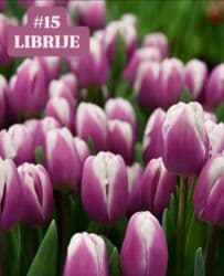 купить луковицы тюльпанов из голландии: Предлагаются тюльпаны различных оттенков для предзаказа к 8 марта 2026 — 16