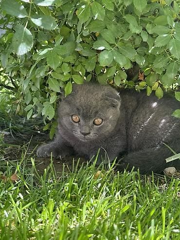 кот манчкин: Шотландский вислоухий котёнок Мальчик, 2 месяца Идеален для семей с — 2