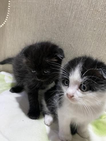 котята скоттиш фолд: Шотландские котята (вислоухие/страйт), покровки - метисы . 1,5 месяца — 2