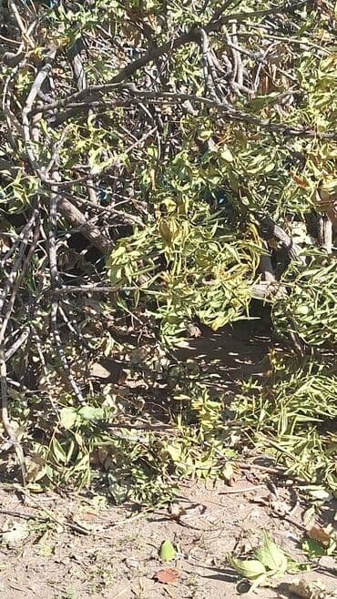 дрова самовывоз: Дрова — 1