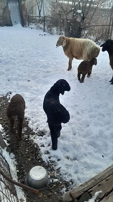 скупка животных: Продаю | Овца (самка) | Полукровка | Для разведения | Племенные — 9