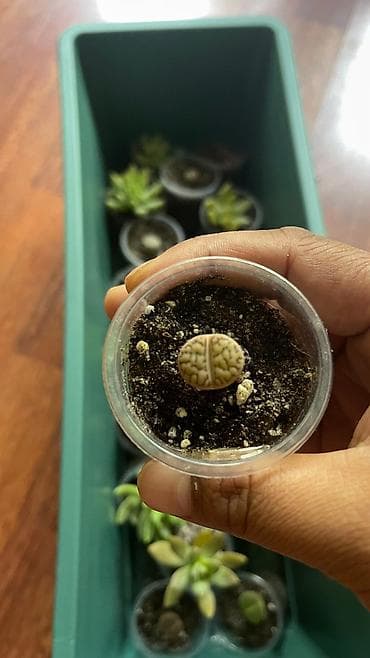 Кактусы: В наличии ❗️‼️ Самые необычные цветы😍как будто с другой планеты 🪐 — 2