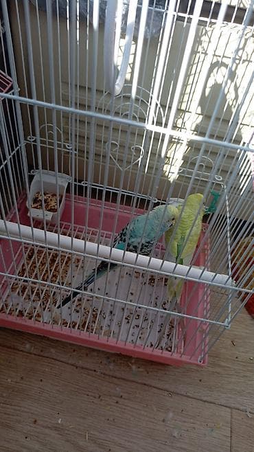 Попугай 2 штуки,с клеткой в месте продам - Просторная металлическая