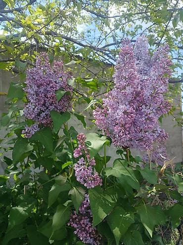 цветы сирень: Сирень садовая (Syringa vulgaris) — декоративные кустарники с крупными — 2