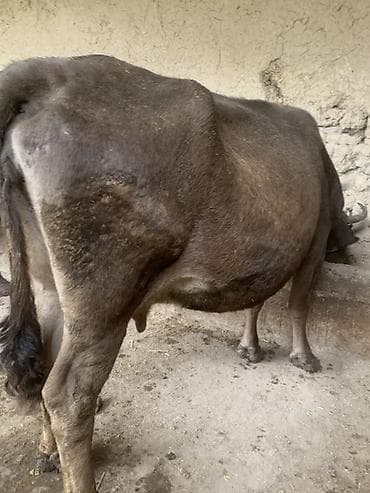 мышык сатам: Сатам | Уй (ургаачы) | Сүт алуу үчүн | Байланган — 2