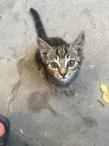 Кошки: 🐾 Котята ищут добрые и любящие руки! 🐾 Отдаем очаровательных котят в — 7