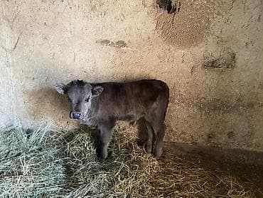 корова быки: Бычок, здоровый ухоженный,коричневого окраса содержится в стойле — 2