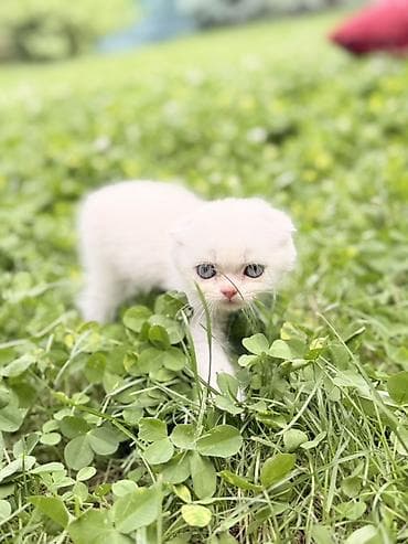 ангора кошка купить: Шотландские вислоухие котята - Порода: Scottish Fold (вислоухие) - — 2