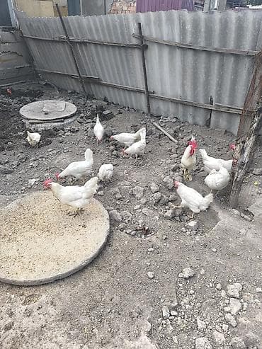 утки индоутки: Продаю | Куры | Леггорн | Несушки — 3