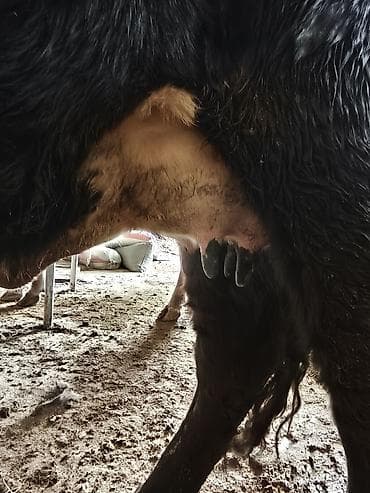 продам индюшат: Продаю | Корова (самка) | Для молока — 2