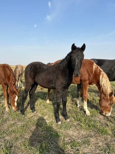 тюк пресс: Продаю | Жеребенок, Кобыла (самка), Жеребец | Кара Жорго | Для разведения, На забой, Рабочий — 10
