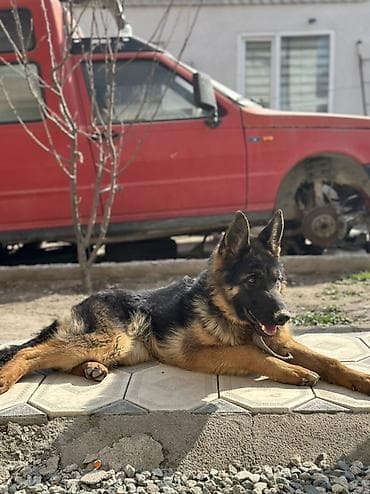 охотничный собака: Немецкая овчарка, 7 месяцев самка классический чепрачный окрас (черный — 5