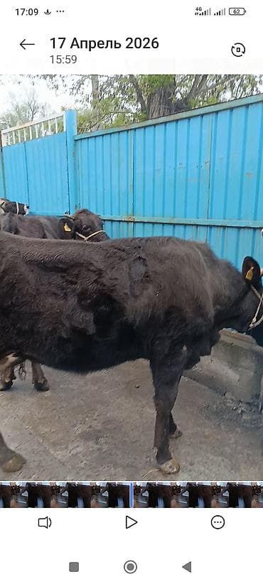 Продаю | Корова (самка) | Для разведения | Привязанные