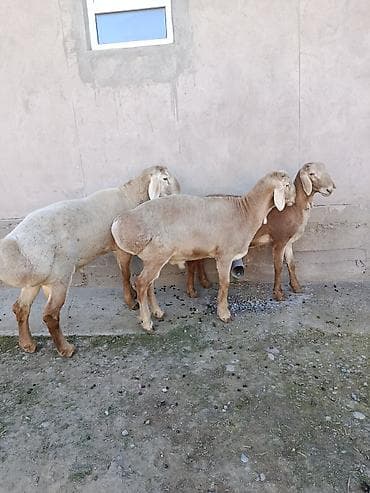 шотландская кошка бишкек: Продаю | Баран (самец) | Арашан | Для разведения — 6