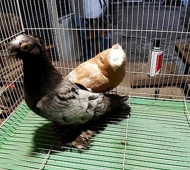 папугай ара: Пара 2000 сом. Жёлтый игровый голубь 500 сом — 8